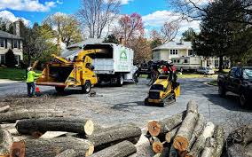 Best Tree Preservation Services  in Belzoni, MS