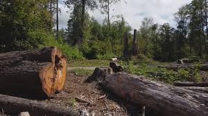 Best Tree Trimming and Pruning  in Belzoni, MS