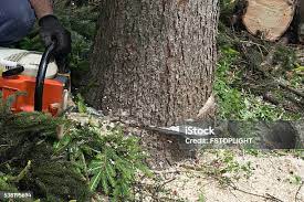Best Pest Control for Lawns  in Belzoni, MS