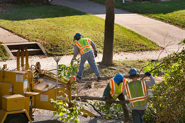 Best Tree and Shrub Care  in Belzoni, MS