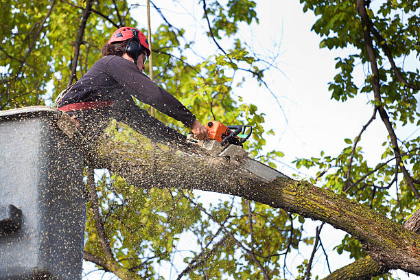 How Our Tree Care Process Works  in  Belzoni, MS